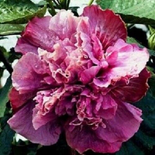 Green River 20 Double Pink Purple Hibiscus Seeds - Premium Perennial Flower Seeds Pack for Tropical & Pollinator Gardens, Hardy Outdoor Seeds for Full Sun & Well-Drained Soil, Vibrant Garden Blooms Attracting Butterflies & Hummingbirds