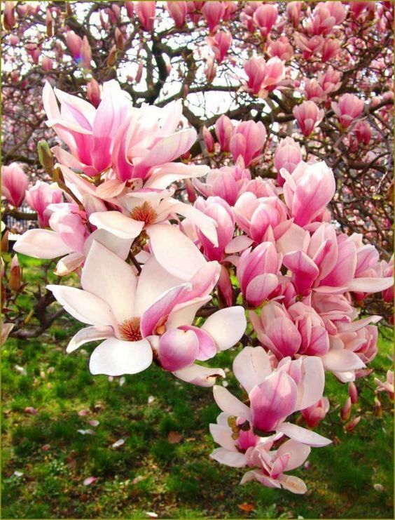 Green River 5  Flowering Chinese Magnolia Seeds - Premium Magnolia Flower Seeds for Planting, Fragrant Spring Bloom Tree for Cottage Gardens & Landscaping, Rare Magnolia Tree Seeds, Ornamental Decor, Ideal for Pollinator Gardens & Backyard Displays