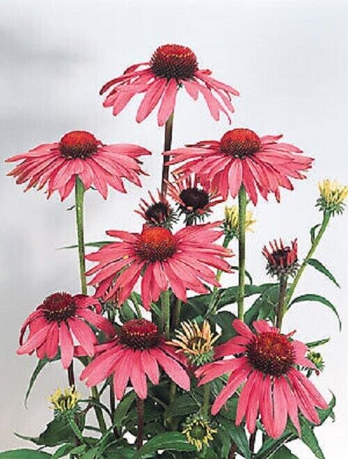 Green River 50 Deep Rose Coneflower Seeds - Drought-Tolerant Decor Seeds for Pollinator Gardens, Perennial Blooms, Ideal for Summer Conditions