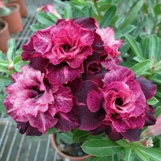 Green River 4 Magenta White Desert Rose Seeds - Premium Exotic Succulent Flower Seeds for Indoor Pots Bonsai & Tropical Decor Drought-Tolerant, Easy to Grow Unique Trunk, Premium Seed Pack for Collectors
