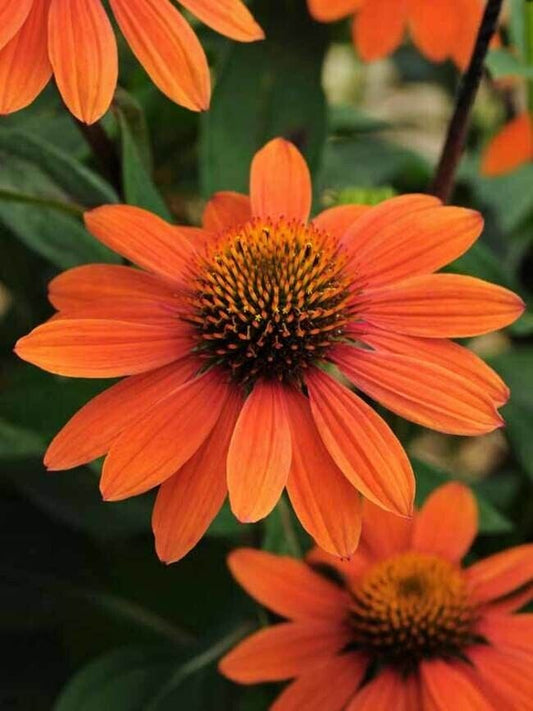 Green River 50 Sombreo Coneflower Seeds - Drought-Tolerant Decor Seeds for Pollinator Gardens, Perennial Blooms, Ideal for Summer Conditions
