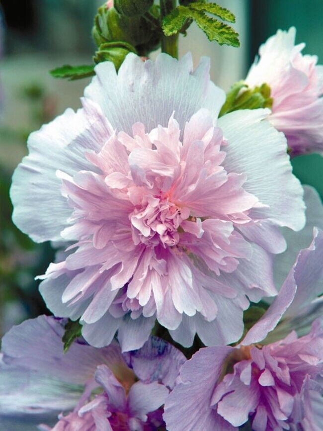 Green River 25 Lilac Hollyhock Seeds - Flower Seed Pack, Tall Perennial Blooms, Cottage Garden Plants for Borders, Premium Seeds for Planting, Pollinator Friendly Flowers
