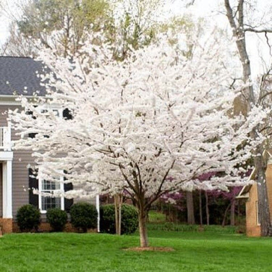 Green River 5 Yoshino Cherry Tree Seeds - Fragrant White Blossoms for Early Spring Gardening & Ornamental Landscaping