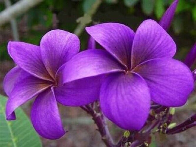 Green River 5 Purple Plumeria Seeds - Flower Seed Pack, Premium Tropical Blooms, Fragrant Perennial Plants for Garden Charm, Ideal for Leis and Containers