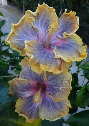 Green River 20 Yellow Purple Hibiscus Seeds - Premium Perennial Flower Seeds Pack for Tropical & Pollinator Gardens, Hardy Outdoor Seeds for Full Sun & Well-Drained Soil, Vibrant Garden Blooms Attracting Butterflies & Hummingbirds