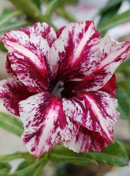 Green River 4 White Purple Desert Rose Seeds - Premium Exotic Succulent Flower Seeds for Indoor Pots Bonsai & Tropical Decor Drought-Tolerant, Easy to Grow Unique Trunk, Premium Seed Pack for Collectors
