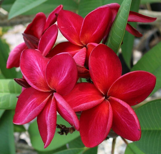 Green River 5 Bright Red Plumeria Seeds - Flower Seed Pack, Premium Tropical Blooms, Fragrant Perennial Plants for Garden Charm, Ideal for Leis and Containers