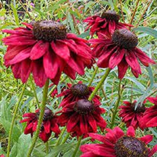 Green River 50 Cherry Brandy Coneflower Seeds - Drought-Tolerant Decor Seeds for Pollinator Gardens, Perennial Blooms, Ideal for Summer Conditions