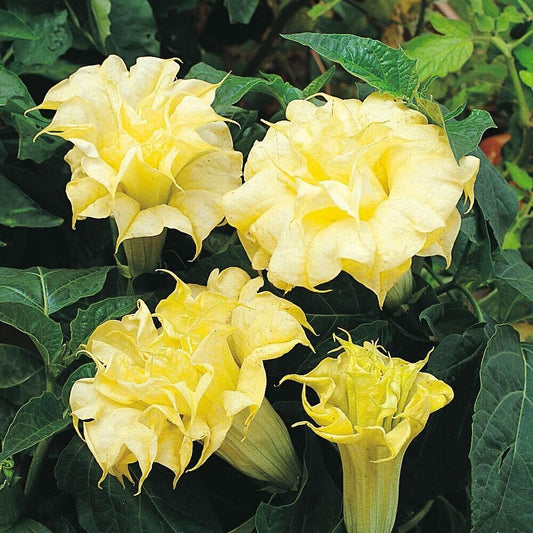 Green River Seeds 10 DBL Golden Queen Angel Trumpet Seeds - Premium Brugmansia Flowers for Pots Patios & Cottage Gardens - Fast Growing Exotic Scented Blooms for Full Sun Zones