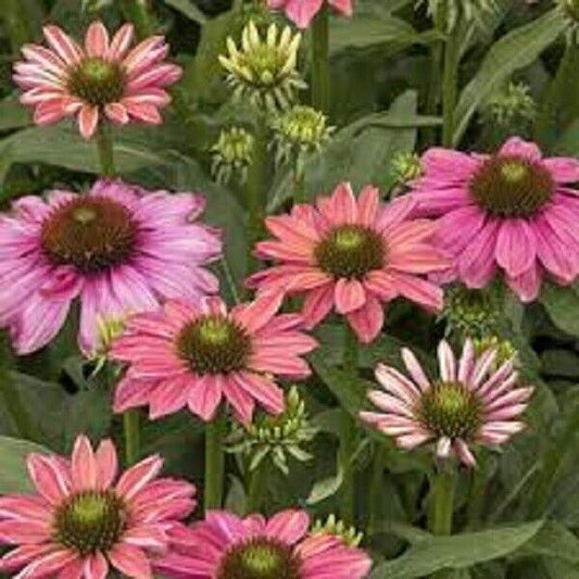 Green River 50 Butterfly Rainbow Coneflower Seeds - Drought-Tolerant Decor Seeds for Pollinator Gardens, Perennial Blooms, Ideal for Summer Conditions
