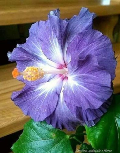 Green River 20 Blue White Hibiscus Seeds - Premium Perennial Flower Seeds Pack for Tropical & Pollinator Gardens, Hardy Outdoor Seeds for Full Sun & Well-Drained Soil, Vibrant Garden Blooms Attracting Butterflies & Hummingbirds