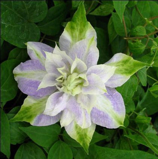 Green River Double Purple Green Clematis Seeds - 25 Flower Seed Pack, Perennial Climbing Vine, Dried Clematis Plant Seeds for Fences and Trellises, All Seasons, USDA Zones 4-9