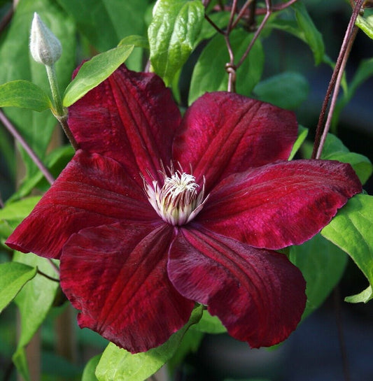 Green River Rouge Clematis Seeds - 25 Flower Seed Pack, Perennial Climbing Vine, Dried Clematis Plant Seeds for Fences and Trellises, All Seasons, USDA Zones 4-9