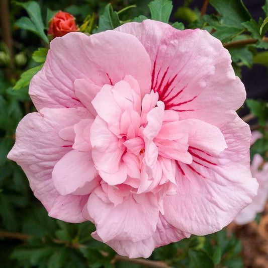 Green River 20 Double Light Pink Hibiscus Seeds - Premium Perennial Flower Seeds Pack for Tropical & Pollinator Gardens, Hardy Outdoor Seeds for Full Sun & Well-Drained Soil, Vibrant Garden Blooms Attracting Butterflies & Hummingbirds