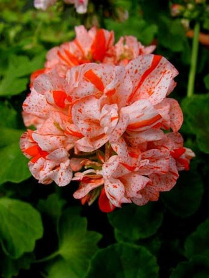 Green River 10 Orange White Geranium Seeds - Decor Decoratives for Garden & Container Gardening & Balcony Decor - Long Blooming, Pollinator Friendly, Compact Growth, All Seasons Use