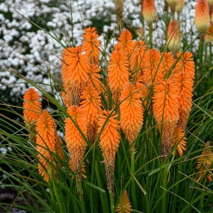 Green River 25 Orange Blazer Hot Poker Torch Lily Flower Seeds- Premium Perennial Flower Seeds for Pollinator Gardens, Borders & Full Sun, Torch Lily Seeds for Planting, Heat-Tolerant, Vibrant Spikes for Cottage Garden Color