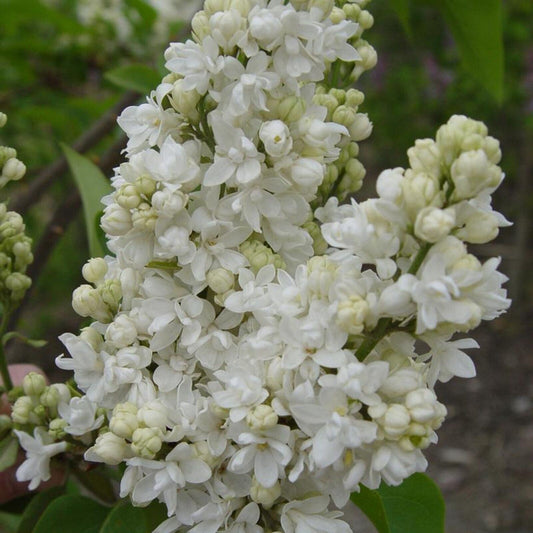 Green River 25 Beauty Moscow Lilac Seeds - Fragrant Spring Bloomers for Garden & Decor Decoratives - Premium Seeds, Heirloom Variety for Pollinator Gardens