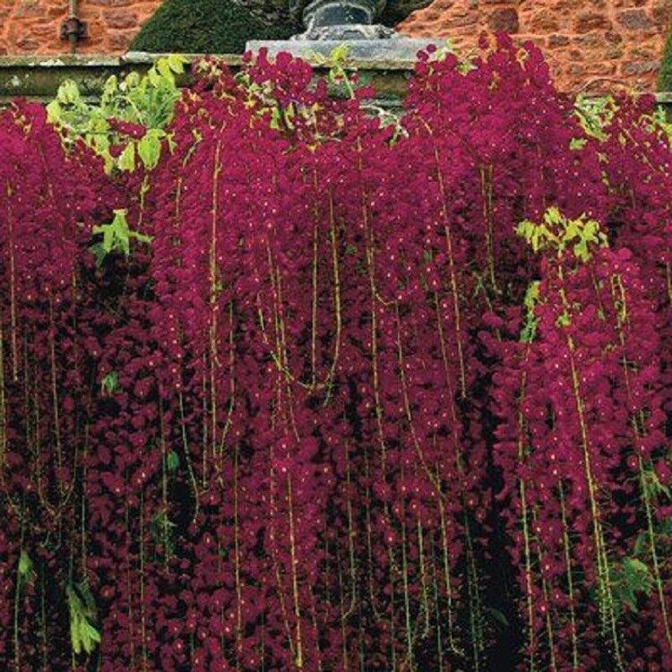 Green River 5 Red Black Dragon Wisteria Seeds - Premium Climbing Vine Seeds for Bonsai & Decor, Rare Fragrant Blooms, Full Sun, Up to 30 ft Tall