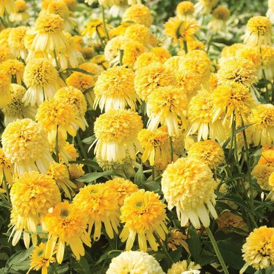 Green River 50 Double Yellow Coneflower Seeds - Drought-Tolerant Decor Seeds for Pollinator Gardens, Perennial Blooms, Ideal for Summer Conditions