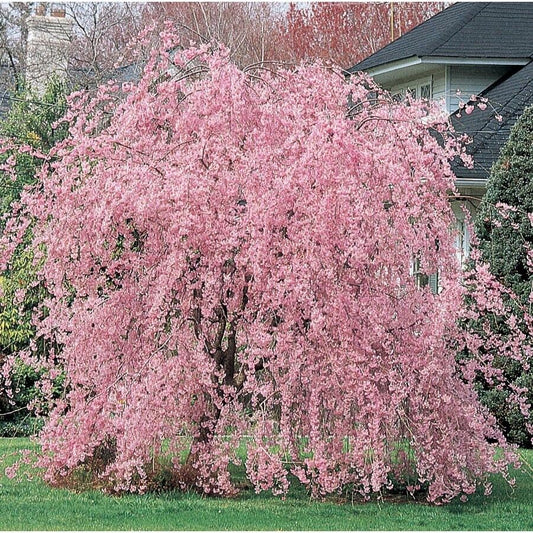 Green River 5 Weeping Pink Cherry Tree Seeds - Fragrant White Blossoms for Early Spring Gardening & Ornamental Landscaping