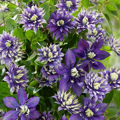 Green River Double Dark Purple Clematis Seeds - 25 Flower Seed Pack, Perennial Climbing Vine, Dried Clematis Plant Seeds for Fences and Trellises, All Seasons, USDA Zones 4-9