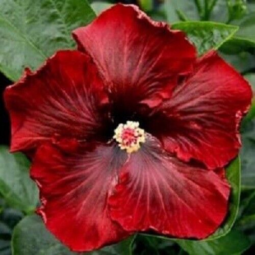 Green River 20 Dark Red Hibiscus Seeds - Premium Perennial Flower Seeds Pack for Tropical & Pollinator Gardens, Hardy Outdoor Seeds for Full Sun & Well-Drained Soil, Vibrant Garden Blooms Attracting Butterflies & Hummingbirds