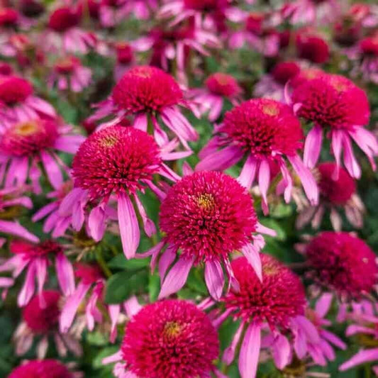 Green River 50 Bubble Gum Coneflower Seeds - Drought-Tolerant Decor Seeds for Pollinator Gardens, Perennial Blooms, Ideal for Summer Conditions