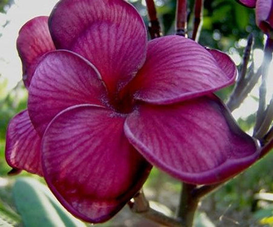 Green River 5 Dark Purple Plumeria Seeds - Flower Seed Pack, Premium Tropical Blooms, Fragrant Perennial Plants for Garden Charm, Ideal for Leis and Containers