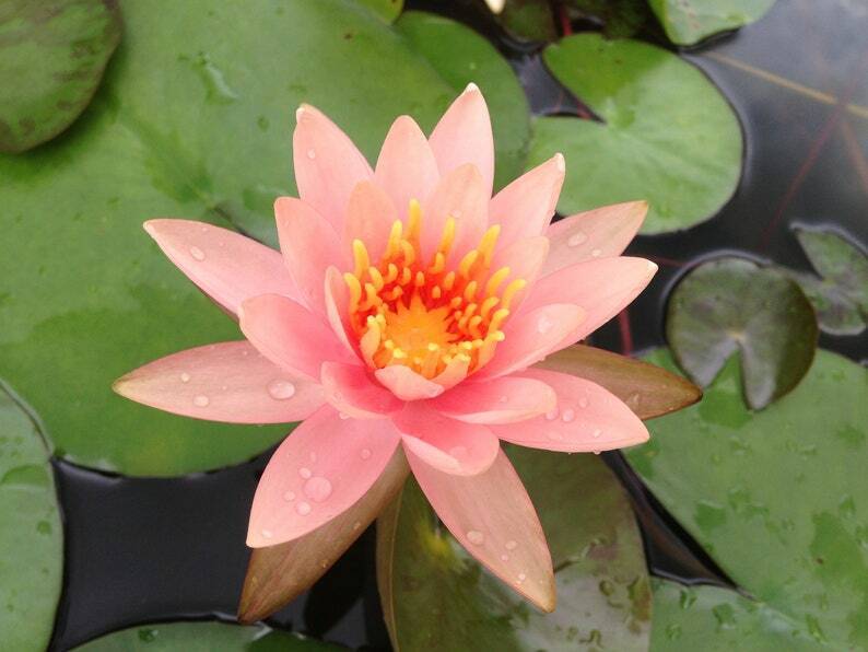 where to buy lotus seeds for planting 5 Soft Pink Lotus Seeds Nelumbo nucifera Flowering Blooms Hardy Tropic – Green River Seeds