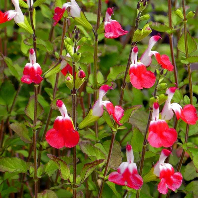 Green River 50 Hot Lips Salvia Seeds - Vibrant Perennial Flower Seeds for Borders & Pollinator Gardens, Drought-Tolerant, Butterfly Magnet, All Seasons, Bag, Partial Sun