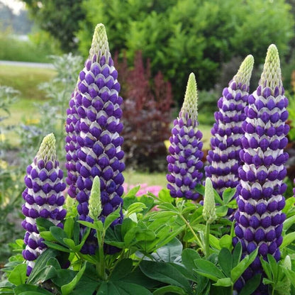 Green River 25 Blacksmith Lupine Seeds - Vibrant Spiky Blooms, Fast Growing Perennials, Premium Seeds, Decor Decoratives Thrives in Cool Climates, Spring Full Sun