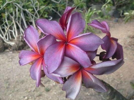 Green River 5 Purple Red Plumeria Seeds - Flower Seed Pack, Premium Tropical Blooms, Fragrant Perennial Plants for Garden Charm, Ideal for Leis and Containers