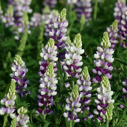Green River 25 Lilac White Lupine Seeds - Vibrant Spiky Blooms, Fast Growing Perennials, Premium Seeds, Decor Decoratives Thrives in Cool Climates, Spring Full Sun