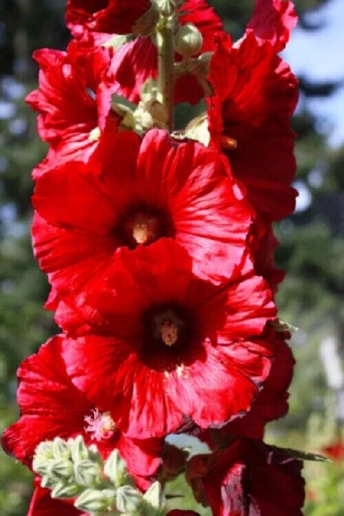 Green River 25 Bright Red Hollyhock Seeds - Flower Seed Pack, Tall Perennial Blooms, Cottage Garden Plants for Borders, Premium Seeds for Planting, Pollinator Friendly Flowers