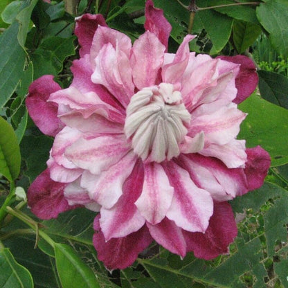 Green River Patricia Clematis Seeds - 25 Flower Seed Pack, Perennial Climbing Vine, Dried Clematis Plant Seeds for Fences and Trellises, All Seasons, USDA Zones 4-9