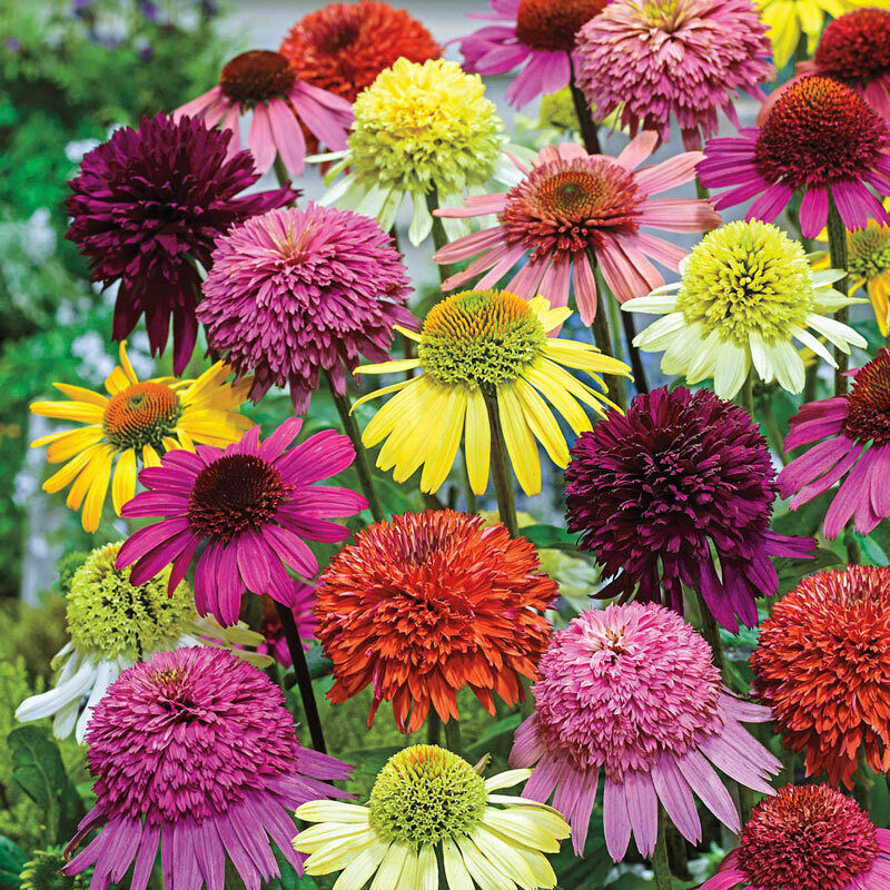 Green River 50 Double Mix Coneflower Seeds - Drought-Tolerant Decor Seeds for Pollinator Gardens, Perennial Blooms, Ideal for Summer Conditions
