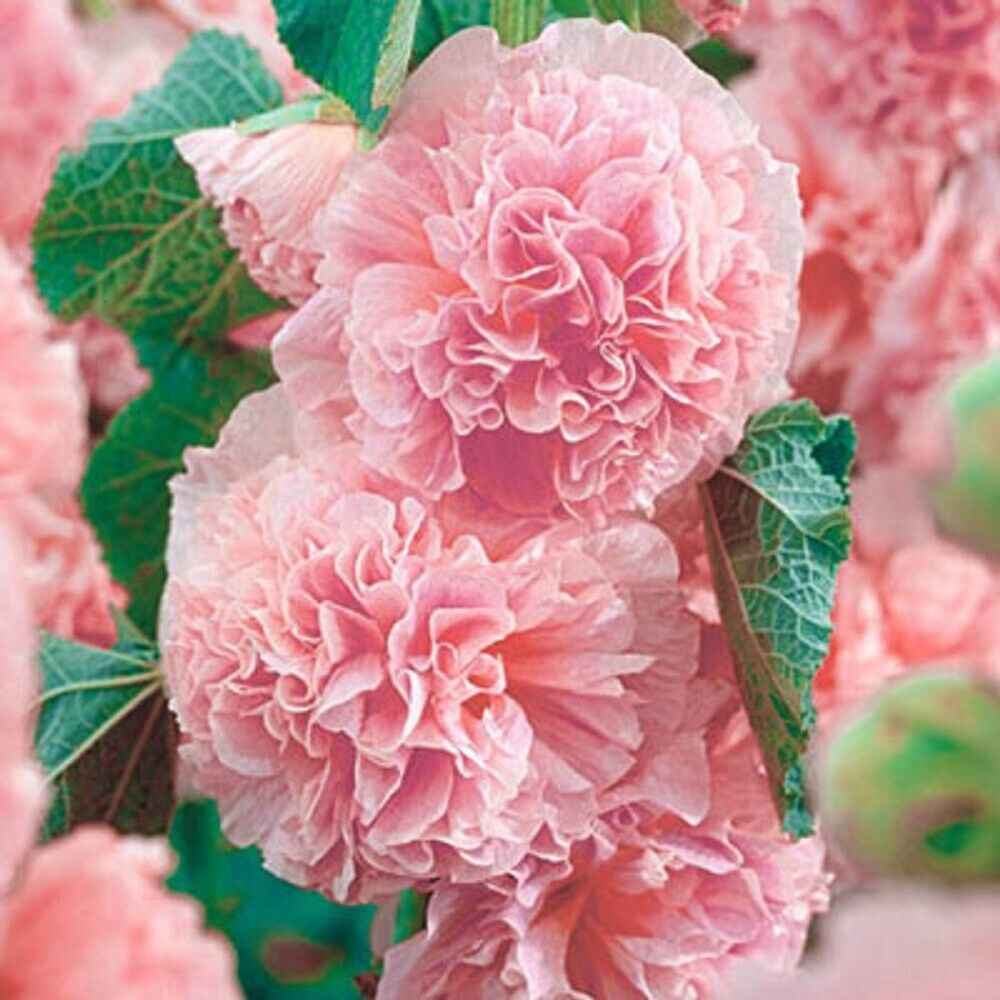Green River 25 Double Pink Hollyhock Seeds - Flower Seed Pack, Tall Perennial Blooms, Cottage Garden Plants for Borders, Premium Seeds for Planting, Pollinator Friendly Flowers
