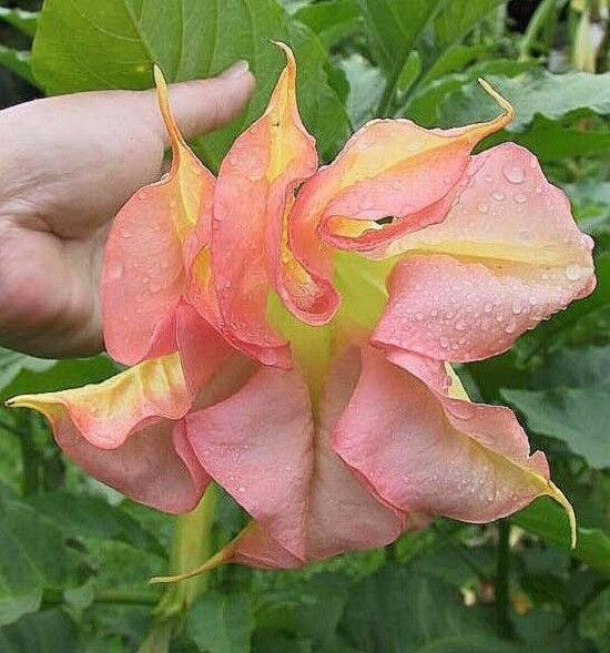 Green River Seeds 10 Double Yellow Orange Angel Trumpet Seeds - Premium Brugmansia Flowers for Pots Patios & Cottage Gardens - Fast Growing Exotic Scented Blooms for Full Sun Zones