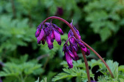 Green River 25 Dark Purple Bleeding Heart Seeds Premium Flower Seeds for Shade Gardens & Containers Climbing Perennial Heart Seed Flowers Butterfly Friendly Low Maintenance