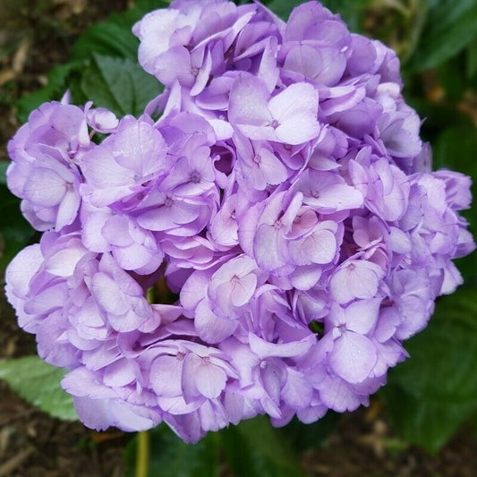 Green River 5 Light Purple Hydrangea Seeds – Premium Flower Seeds for Elegant Cottage Gardens, Patios & Borders – Rare Perennial Bush with Bold Summer Blooms – Hydrangea Limelight Seeds, Premium Seed Pack for Planting & Growing Beauty