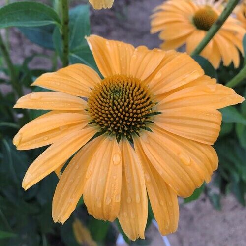 Green River 50 One in a Million Coneflower Seeds - Drought-Tolerant Decor Seeds for Pollinator Gardens, Perennial Blooms, Ideal for Summer Conditions