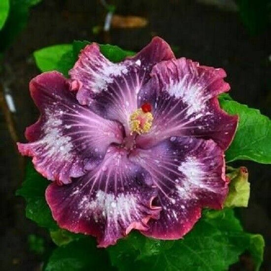 Green River 20 Silver Pink Purple Hibiscus Seeds - Premium Perennial Flower Seeds Pack for Tropical & Pollinator Gardens, Hardy Outdoor Seeds for Full Sun & Well-Drained Soil, Vibrant Garden Blooms Attracting Butterflies & Hummingbirds