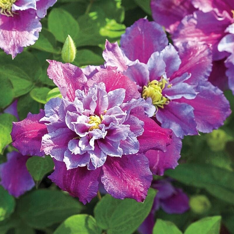 Green River Piilu Clematis Seeds - 25 Flower Seed Pack, Perennial Climbing Vine, Dried Clematis Plant Seeds for Fences and Trellises, All Seasons, USDA Zones 4-9
