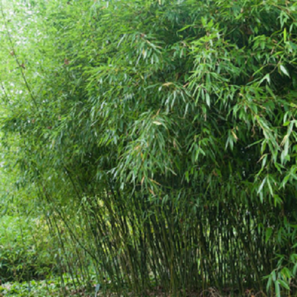 Green River 50 Bissetii Bamboo Seeds - Tall Bamboo Plant Seeds for Privacy Screens & Garden Landscaping – Premium Bamboo Seeds for Planting Outdoors or in Pots – Non-Invasive Fast-Growing Lawn Plants – Seeds for Gardening & More