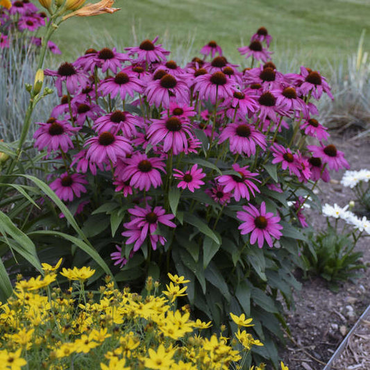 Green River 50 Bright Purple Coneflower Seeds - Drought-Tolerant Decor Seeds for Pollinator Gardens, Perennial Blooms, Ideal for Summer Conditions