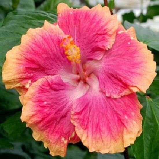 Green River 20 Pink Orange Hibiscus Seeds - Premium Perennial Flower Seeds Pack for Tropical & Pollinator Gardens, Hardy Outdoor Seeds for Full Sun & Well-Drained Soil, Vibrant Garden Blooms Attracting Butterflies & Hummingbirds