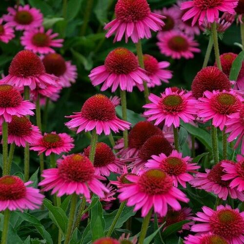Green River 50 Delicious Candy Coneflower Seeds - Drought-Tolerant Decor Seeds for Pollinator Gardens, Perennial Blooms, Ideal for Summer Conditions