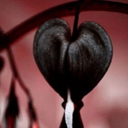 Green River 25 Black Bleeding Heart Seeds Premium Flower Seeds for Shade Gardens & Containers Climbing Perennial Heart Seed Flowers Butterfly Friendly Low Maintenance