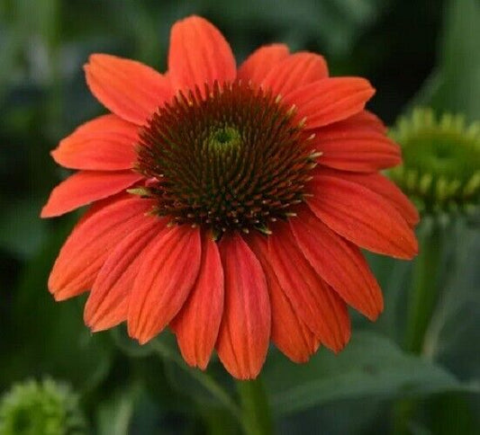 Green River 50 Hot Coral Coneflower Seeds - Drought-Tolerant Decor Seeds for Pollinator Gardens, Perennial Blooms, Ideal for Summer Conditions