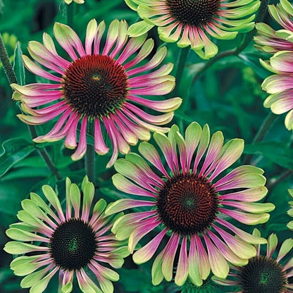 Green River 50 Green Twist Coneflower Seeds - Drought-Tolerant Decor Seeds for Pollinator Gardens, Perennial Blooms, Ideal for Summer Conditions
